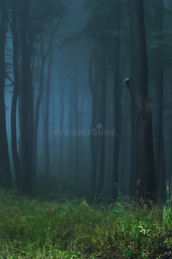 Mystical forest stock image. Image of camping, green, dawn 1090229