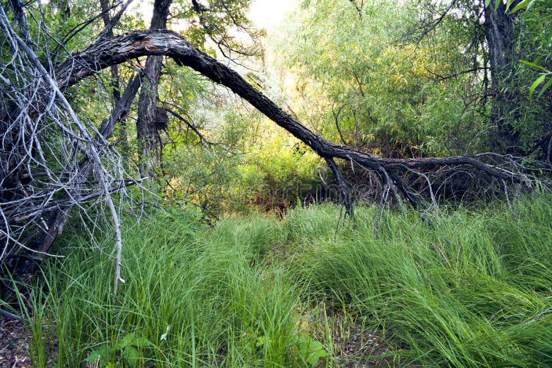 Mystical Forest Clearing in the Morning. This picture was taken as a slow exposure on a tripod to get the soft light through the leaves just right. This was stock photo Mystical Forest Clearing in the Morning. This picture was taken as a slow exposure on a tripod to get the soft light through the leaves just right. This was stock photo