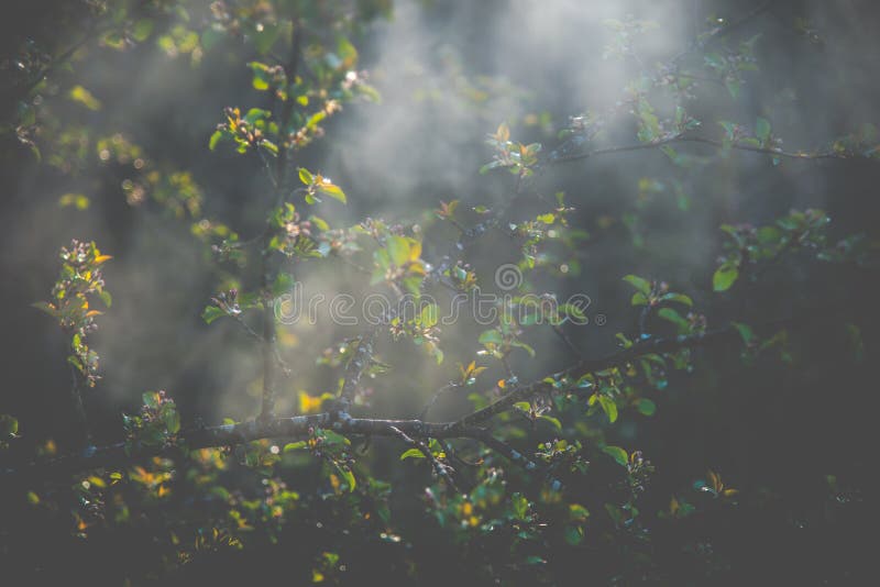 Mystical misty spring leaves royalty free stock photos Mystical misty spring leaves royalty free stock photos