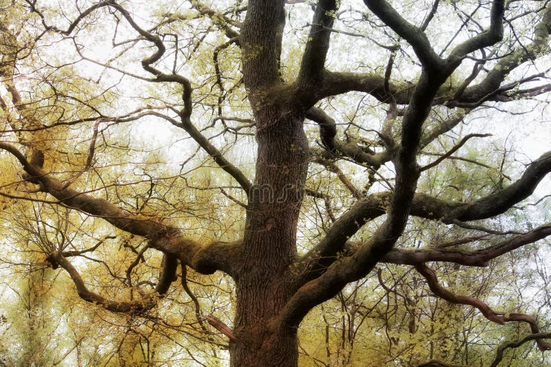 Mystical oak tree in the big forest in Vaals  in holland