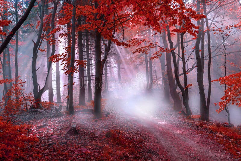 Mystical red forest stock image. Image of beauty, colors 136026323