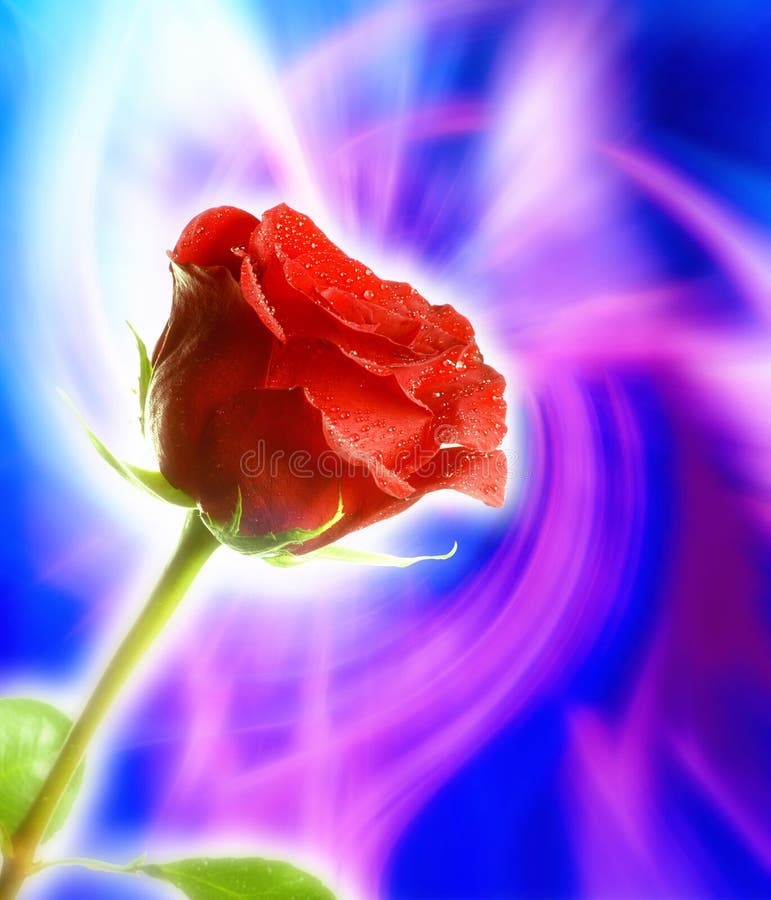 Mystical red rose