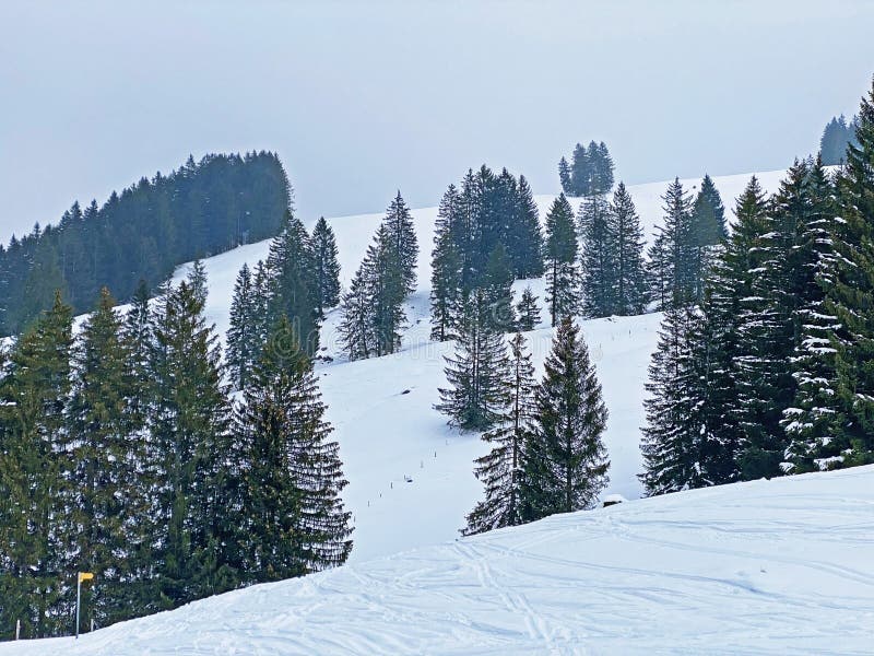 Mistico atmosfera conifere foreste sul allineare Alpi massiccio, O da,.