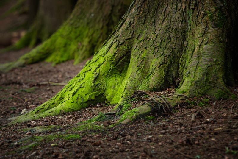 Mystical Woods, Natural green moss on the old oak tree roots. Natural Fantasy forest background