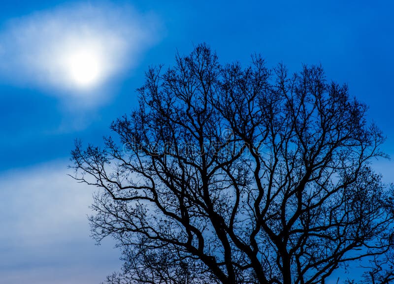 Mystieke boom bij nacht stock afbeeldingen Mystieke boom bij nacht stock afbeeldingen