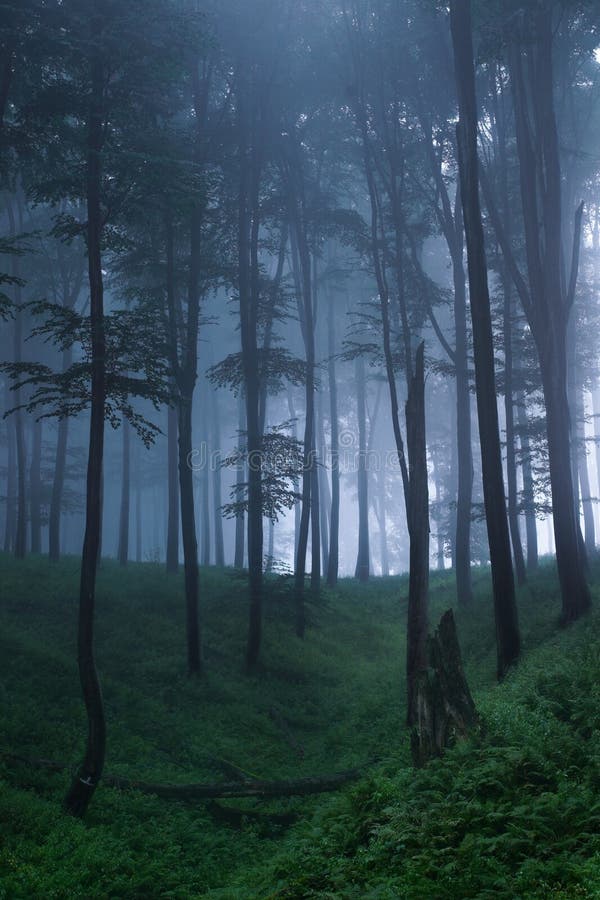 Mystischer Wald Stockbild Bild Von Wald Mystischer