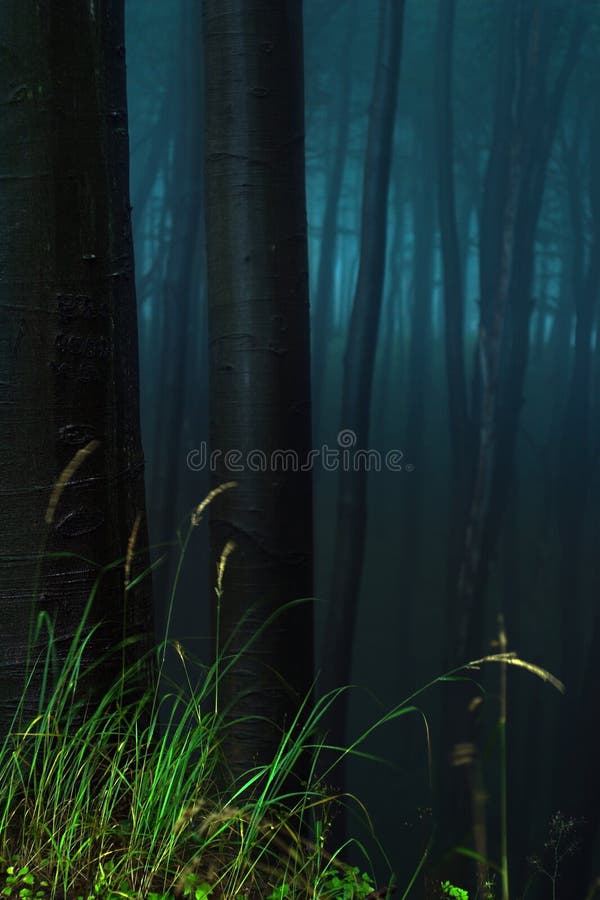 Mystischer Wald Stockfoto Bild Von Wald Mystischer