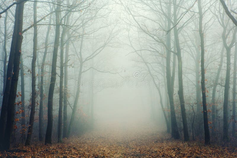 Mystisk dimmig skog med kala träd arkivfoto Mystisk dimmig skog med kala träd arkivfoto