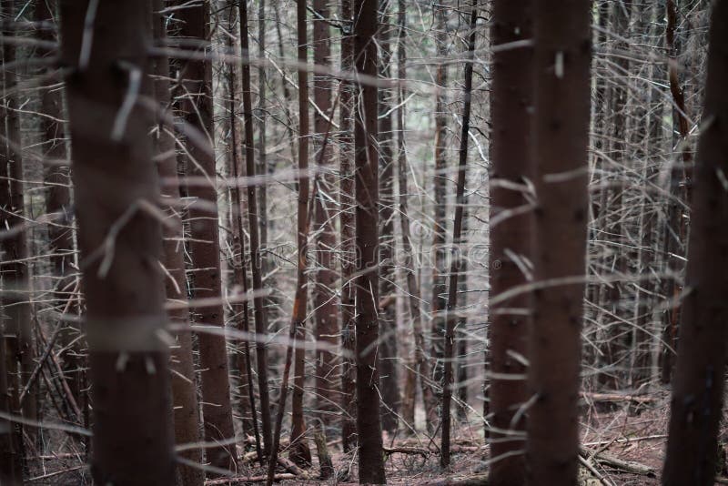 Mystisk pinjeskognaturbakgrund royaltyfria foton