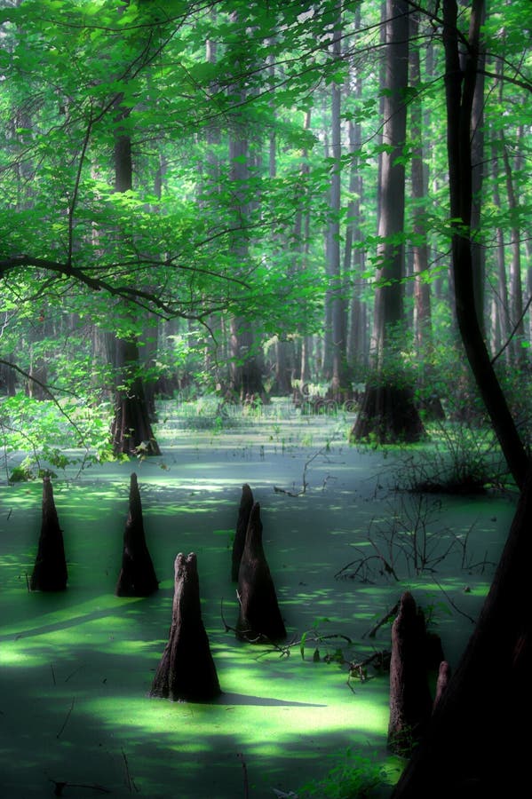 mystisk swamp för cypress royaltyfria foton mystisk swamp för cypress royaltyfria foton