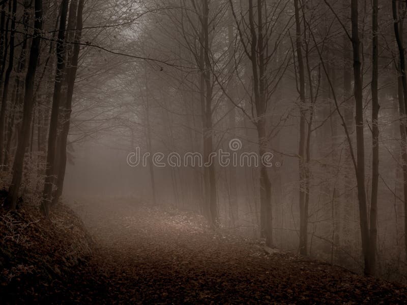 Mystérieuse forêt brune couverte de rime à la fin de l'automne. route forestière recouverte de feuilles colorées brouillard couvert de rime sombre paysage automnal. jeseniky montagnes europe orientale moravia.