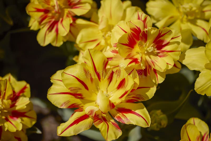 Mysz z różnego rodzaju pięknymi tulipanami w różnych kolorach. Klouse ap z różnymi typami pięknych tulipan w różnych kolorach z bokeh