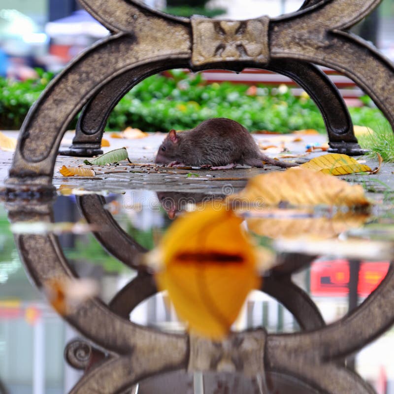 Myszy szukające pożywienia pod ławką, mysie zwierzę zastanawia się nad kałużą wody