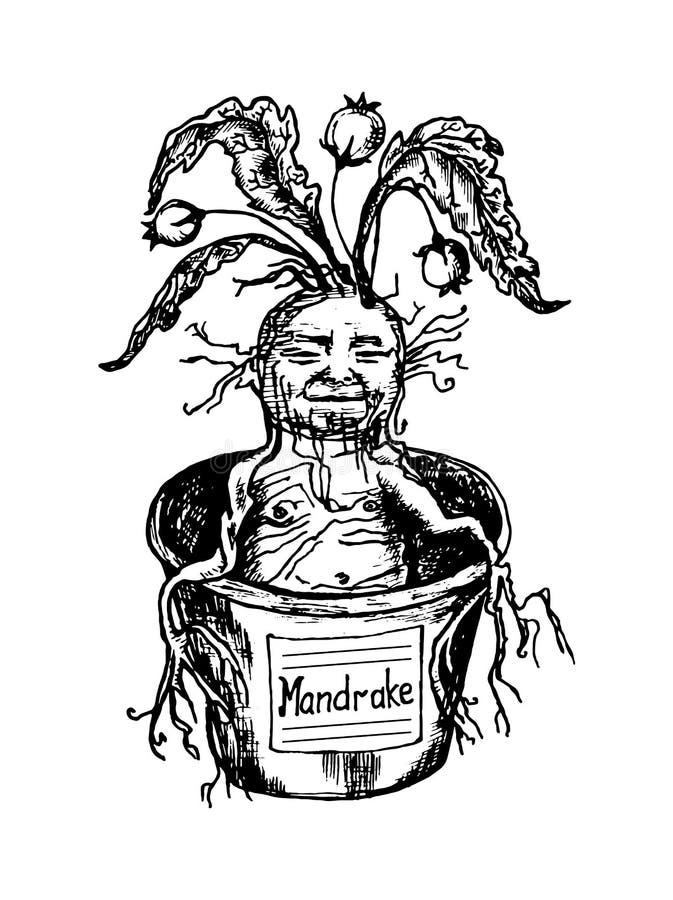 Desenho Manual De Mandrake. Ilustração Stock - Ilustração de wicca