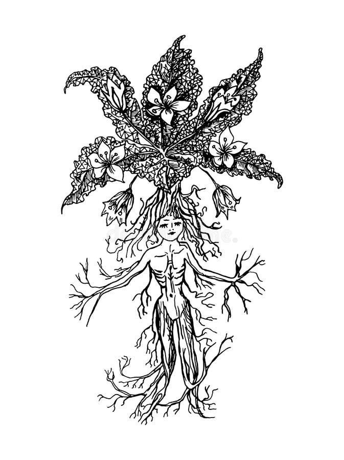 Hand drawing illustration. Vector illustration of mandrake. Mandragora root  homunculus, alchemy ingredient, witchcraft, sorcery mystical creature.  Halloween character. Botanical. Coloring page ilustração do Stock