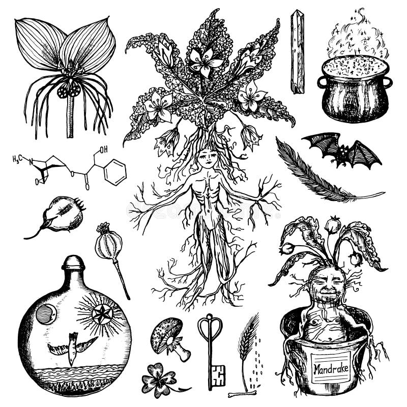 Hand drawing illustration. Vector illustration of mandrake. Mandragora root  homunculus, alchemy ingredient, witchcraft, sorcery mystical creature.  Halloween character. Botanical. Coloring page ilustração do Stock