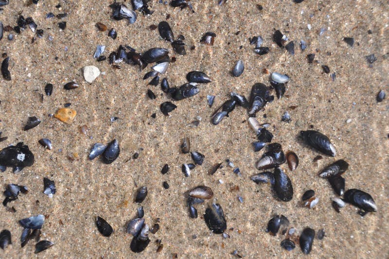 Mytilus mussels