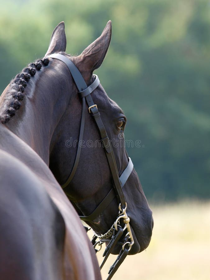 A head shot of a bay plaited hunter looking away from the camera. A head shot of a bay plaited hunter looking away from the camera.