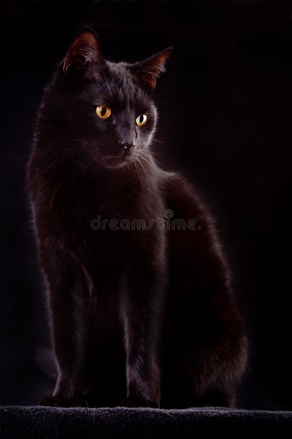 Má sorte assustador curiosa do animal da noite do gato preto