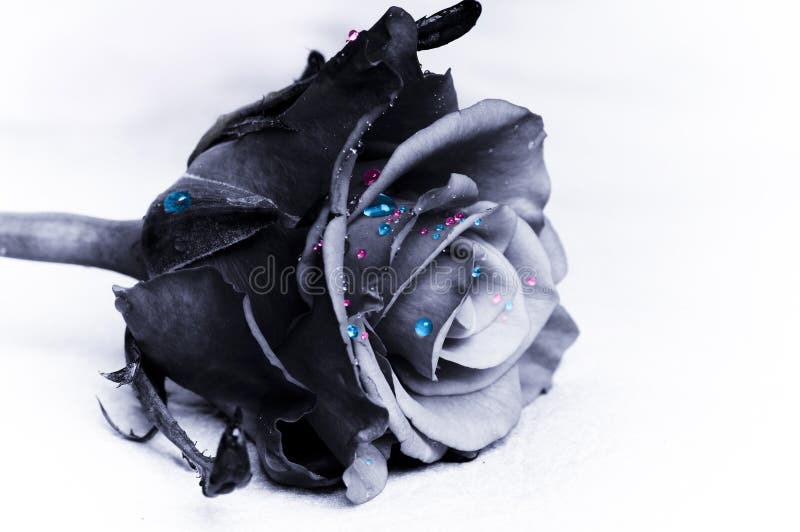 A black gothic rose with contrasting blue and pink drops of water like a magic, spiritual and artistic concept. A black gothic rose with contrasting blue and pink drops of water like a magic, spiritual and artistic concept