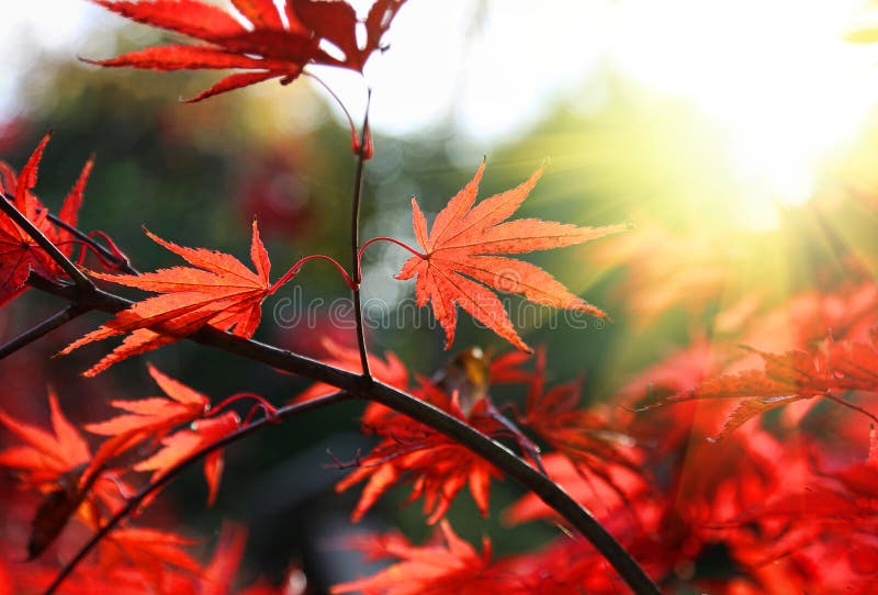 Máplice vermelho-claro japonês ou folhas de Acer Palmatum no jardim do outono fotos de stock royalty free Máplice vermelho-claro japonês ou folhas de Acer Palmatum no jardim do outono fotos de stock royalty free