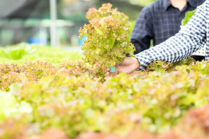 Mâinile sus fermier femei care dețin legume proaspete. royalty free stock image