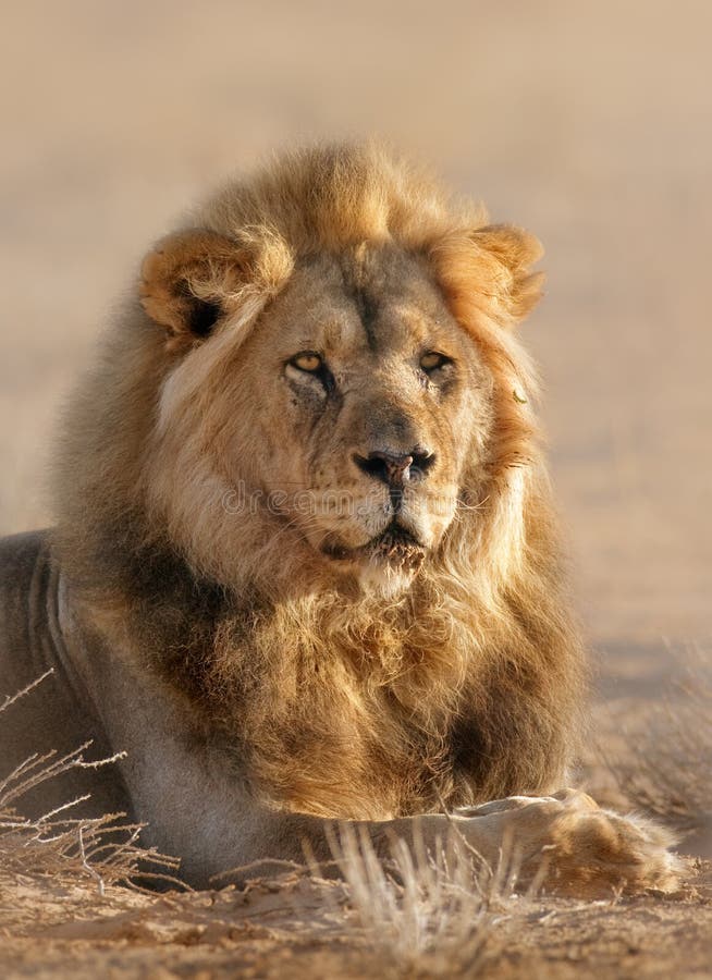 Mâle de lion Mâle de lion