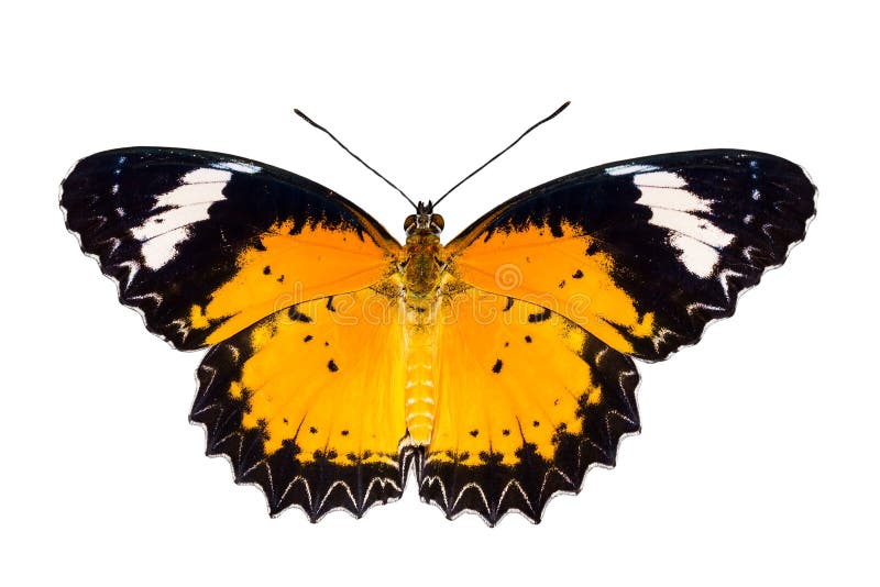 Male of Leopard lacewing butterfly on white background with clipping path. Male of Leopard lacewing butterfly on white background with clipping path