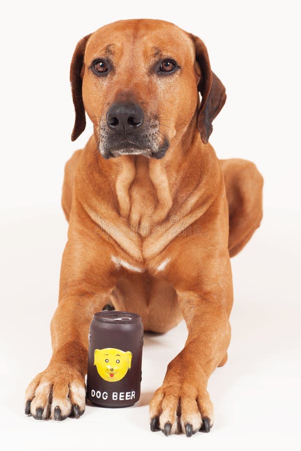 Mâle de Rhodesian Ridgeback avec la canette de bière photographie stock Mâle de Rhodesian Ridgeback avec la canette de bière photographie stock