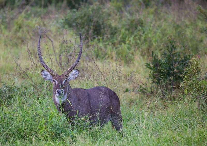 Mâle de Waterbuck au parc national de Kruger photos stock Mâle de Waterbuck au parc national de Kruger photos stock