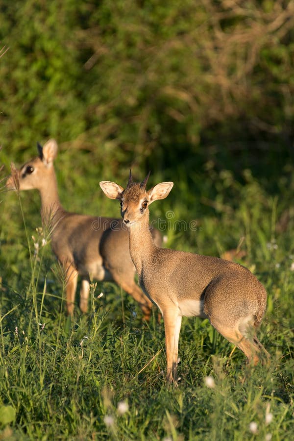 Mâle et femelle du ` s Dik-Dik de Kirk photographie stock Mâle et femelle du ` s Dik-Dik de Kirk photographie stock