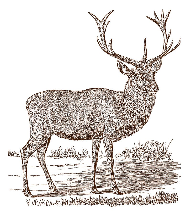 Mâle masculin d'elaphus de cervus de cerfs communs rouges dans la vue de côté, se tenant dans un paysage illustration stock Mâle masculin d'elaphus de cervus de cerfs communs rouges dans la vue de côté, se tenant dans un paysage illustration stock