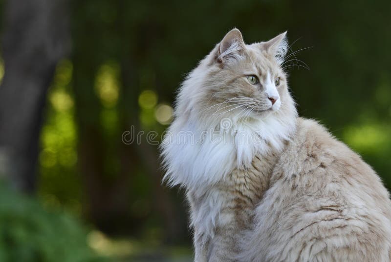Mâle norvégien de chat de forêt photos stock Mâle norvégien de chat de forêt photos stock