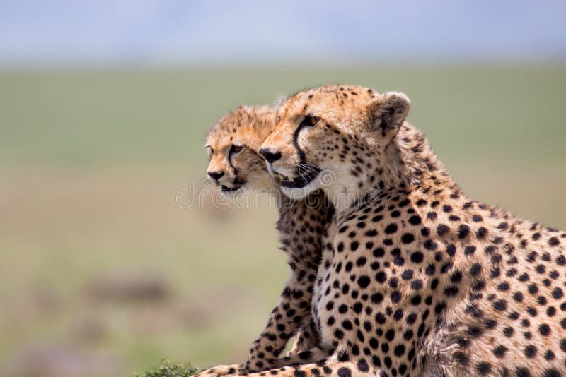 Mãe com filhotes, Masai Mara da chita