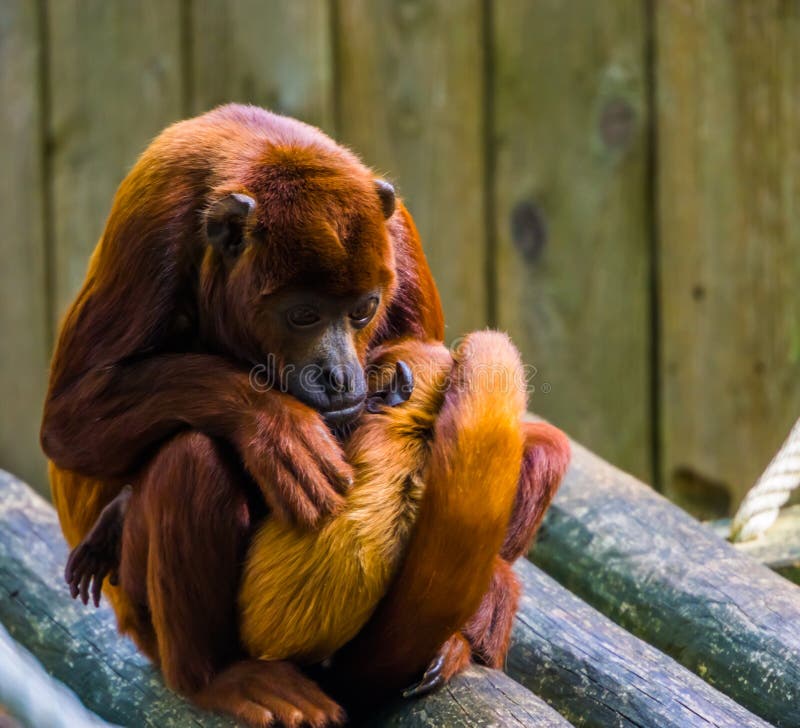 Mãe de Coppery titi a abraçar o seu bebê, Macaco com bebê, espécie de primata tropical da América do Sul