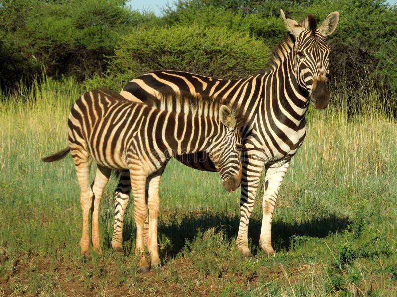 Mãe e vitela da zebra no parque nacional de Kruger imagens de stock Mãe e vitela da zebra no parque nacional de Kruger imagens de stock
