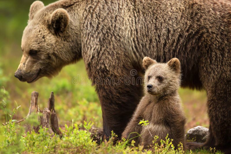 Mãe euro-asiática do urso marrom com seu filhote