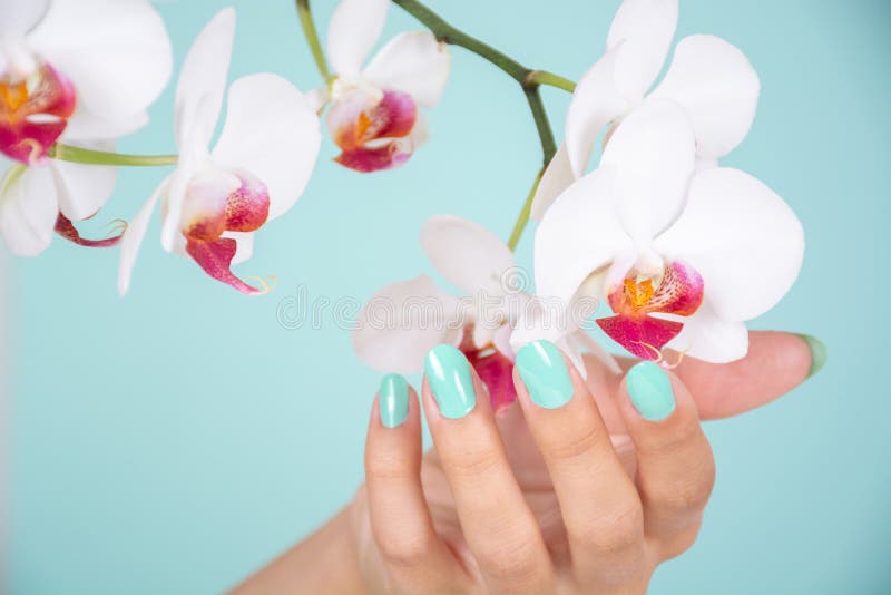 A mão bonita da mulher com uma cor de turquesa prega a flor polonesa e branca das orquídeas isolada no fundo azul macio no estúdi imagens de stock royalty free A mão bonita da mulher com uma cor de turquesa prega a flor polonesa e branca das orquídeas isolada no fundo azul macio no estúdi imagens de stock royalty free
