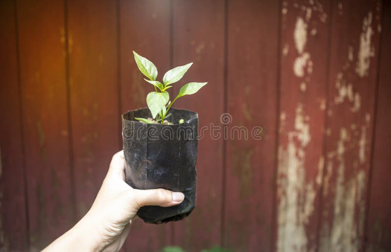 Mão da menina que guarda a planta verde nova do pimentão no saco preto sobre o fundo de madeira vermelho velho da parede fotos de stock royalty free Mão da menina que guarda a planta verde nova do pimentão no saco preto sobre o fundo de madeira vermelho velho da parede fotos de stock royalty free
