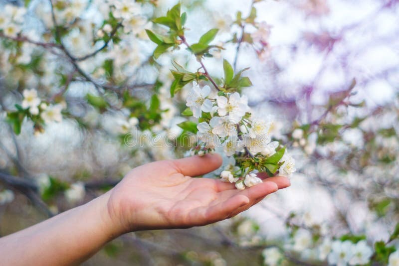 A mão da mulher que guarda uma flor de cerejeira imagens de stock A mão da mulher que guarda uma flor de cerejeira imagens de stock