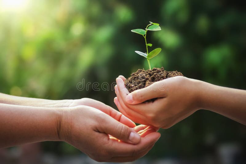 mão da mãe e das crianças que guardam a árvore nova para plantar