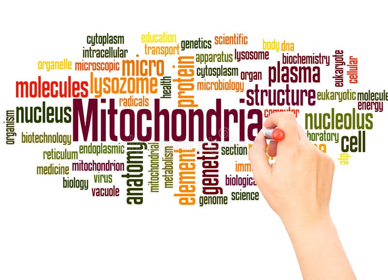 Mitochondria word cloud hand writing concept on white background. Mitochondria word cloud hand writing concept on white background
