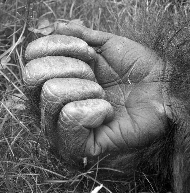 Mão de gorilas são as maiores espécies de primatas existentes.