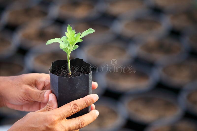 Mão do jardineiro que guarda a plântula nova da planta com o recipiente preto borrado no fundo para o cultivo, a jardinagem e o s imagem de stock Mão do jardineiro que guarda a plântula nova da planta com o recipiente preto borrado no fundo para o cultivo, a jardinagem e o s imagem de stock