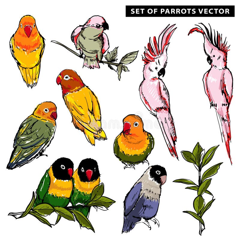Mão do vetor do verão tirada da ilustração tropical exótica bonita do grupo dos pássaros dos papagaios Isolado ilustração royalty free Mão do vetor do verão tirada da ilustração tropical exótica bonita do grupo dos pássaros dos papagaios Isolado ilustração royalty free