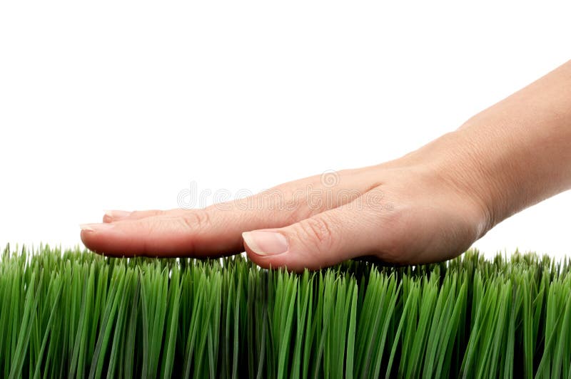 Mão feminina na relva verde sobre fundo branco imagens de stock royalty free