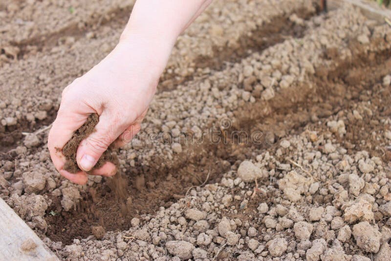 Mão fêmea que semeia as sementes na terra, plantação da mola dos vegetais no jardim fotos de stock Mão fêmea que semeia as sementes na terra, plantação da mola dos vegetais no jardim fotos de stock