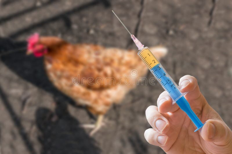 A mão guarda a seringa e a galinha no fundo Antibióticos, conceito da vacinação