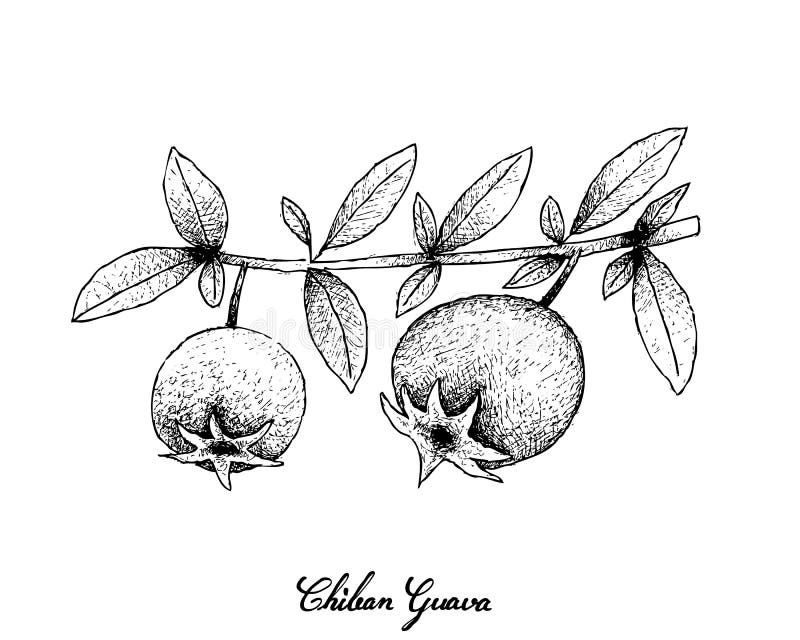 Tropical Fruits, Illustration of Hand Drawn Sketch Chilean Guava, Strawberry Myrtle or Ugni Molinae Fruits Isolated on White Background. High in Vitamin A, B and C with Essential Nutrient for Life. Tropical Fruits, Illustration of Hand Drawn Sketch Chilean Guava, Strawberry Myrtle or Ugni Molinae Fruits Isolated on White Background. High in Vitamin A, B and C with Essential Nutrient for Life.