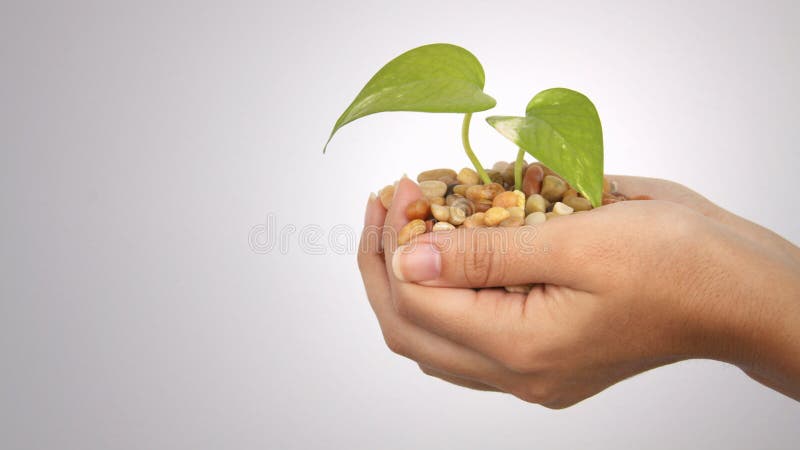 Mãos com planta crescente 2 foto de stock royalty free Mãos com planta crescente 2 foto de stock royalty free